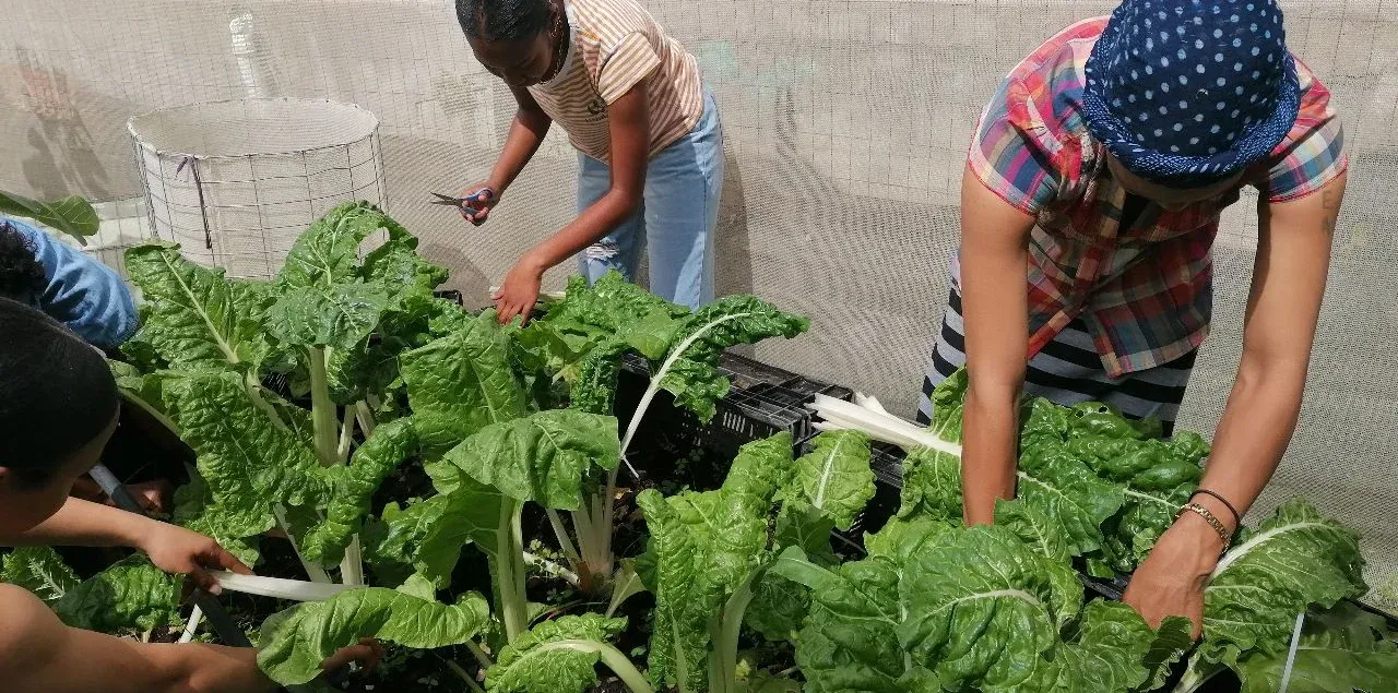 Fresh vegetables from the garden